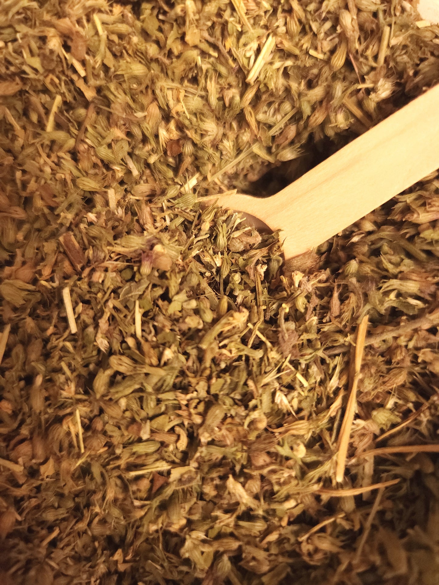 Catnip (Nepeta cataria)