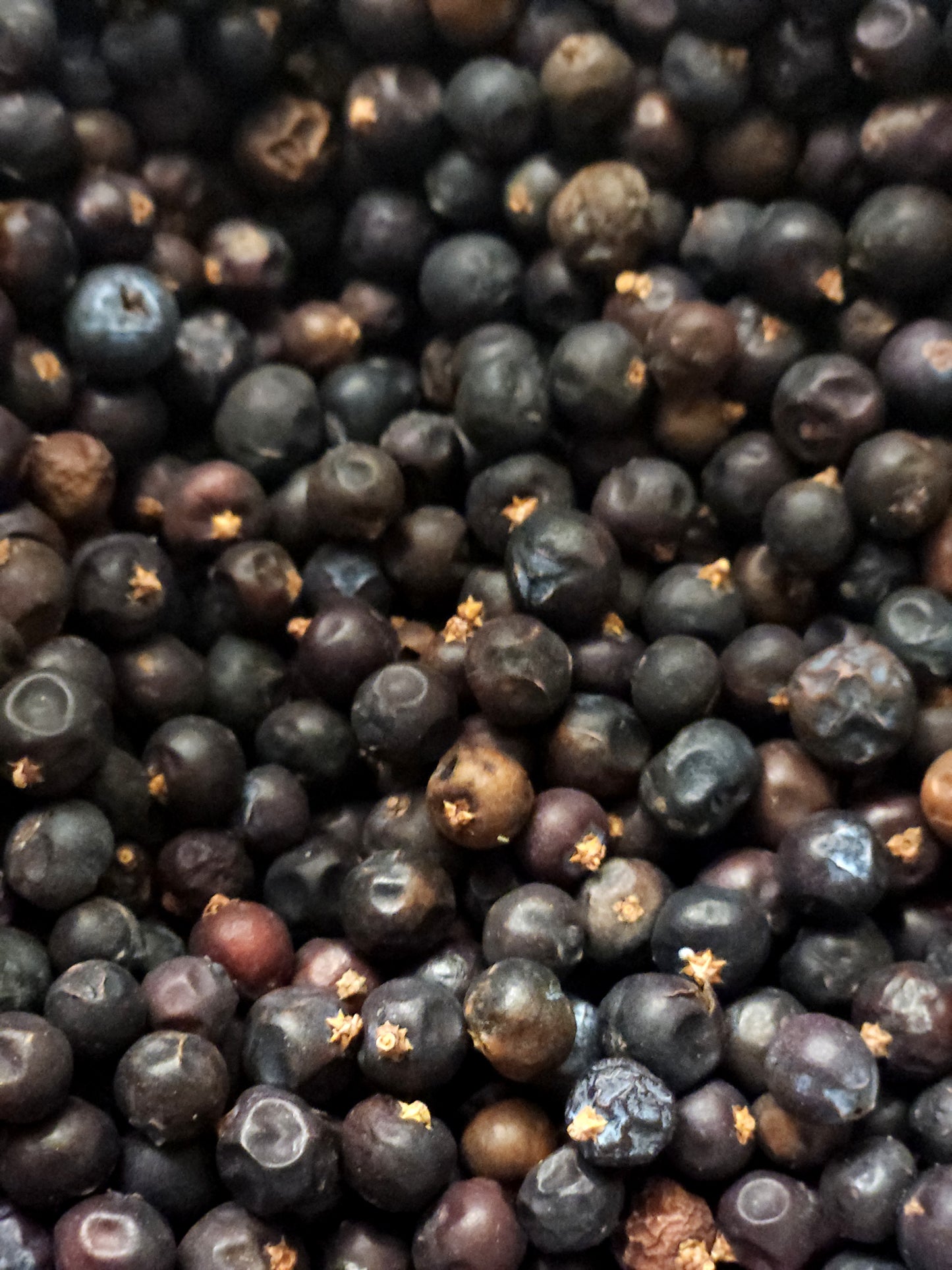 Juniper Berries (Juniperus communis)