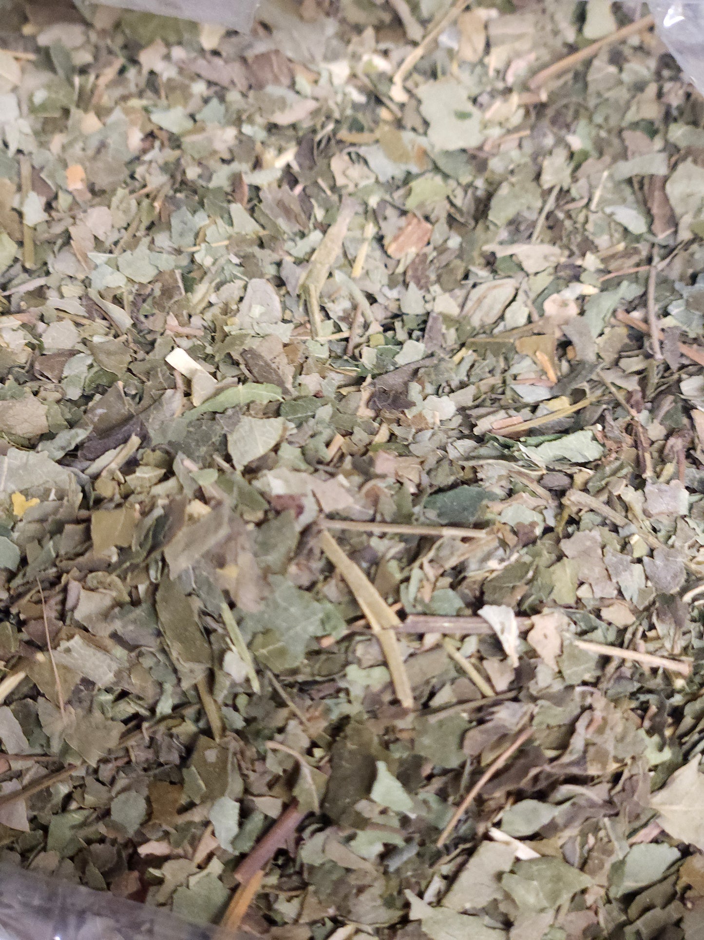 Moringa Leaf (Moringa oleifera)