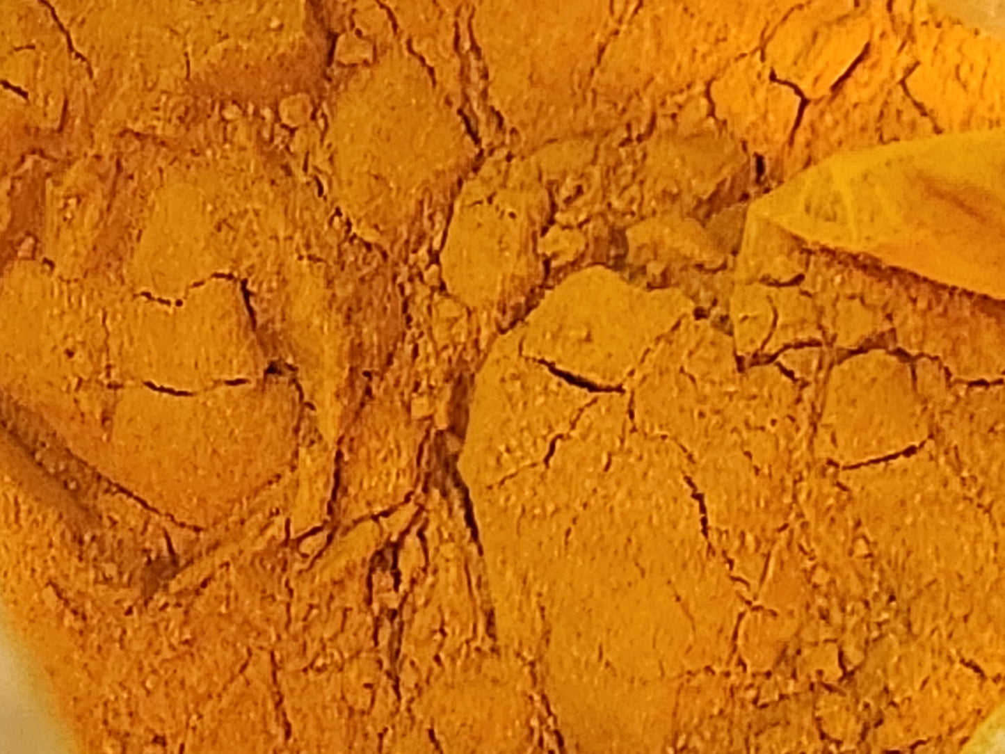 Turmeric Root (Curcuma longa)