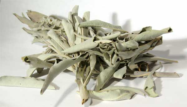 White Sage 1oz (salvia Apiana)