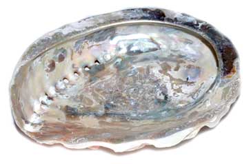 4" Abalone Shell Incense Burner (limited Quanity)