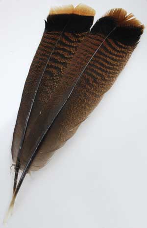 Bronze Turkey Tail Feather