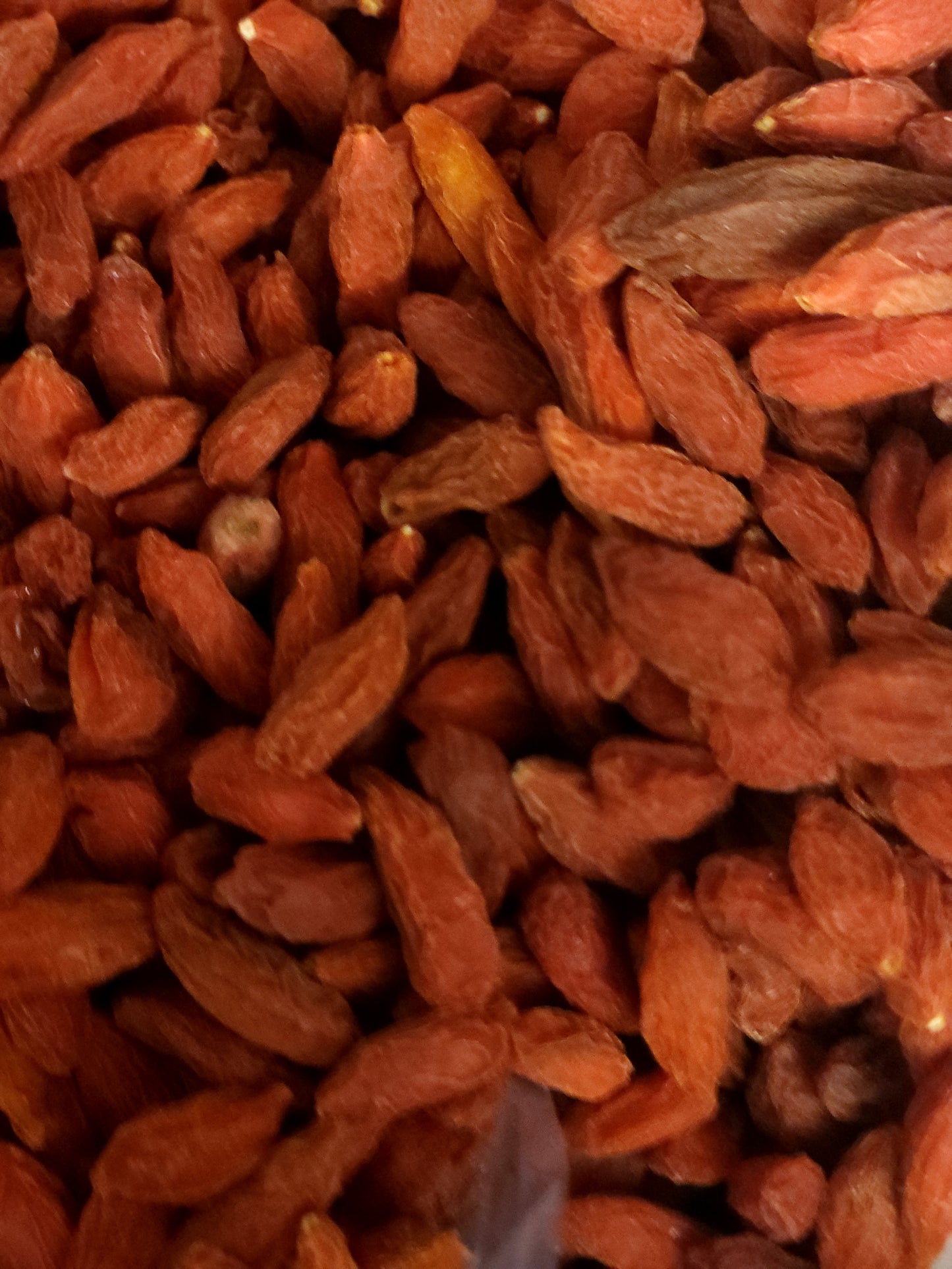 Goji Berry (Lycium barbarum)