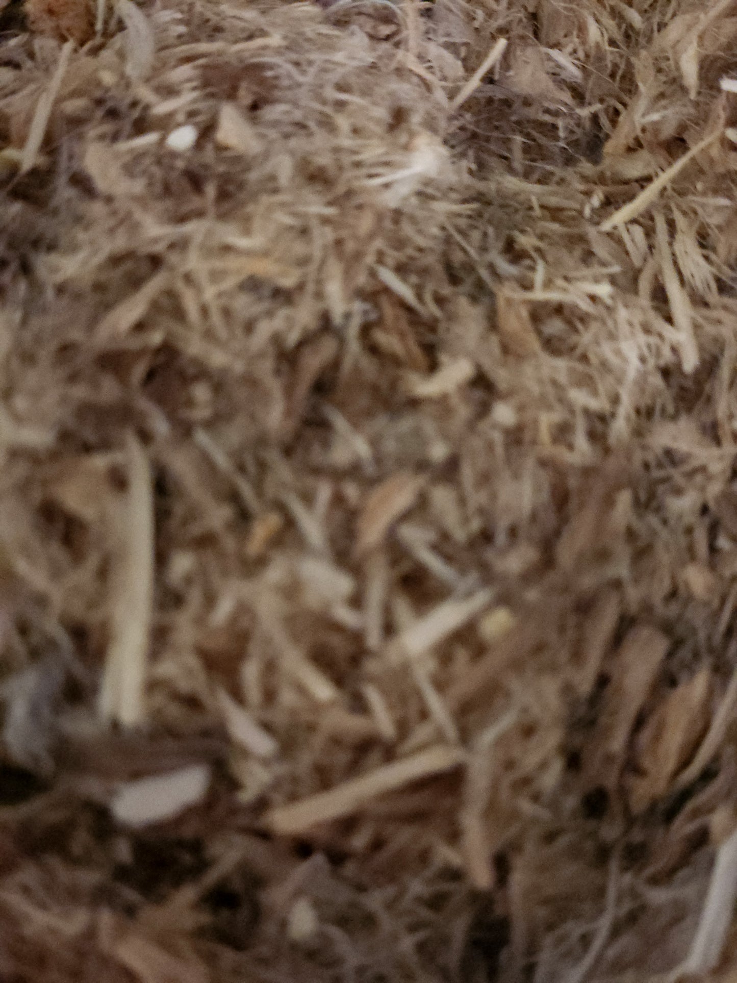 Marshmallow Root (Althaea officinalis)