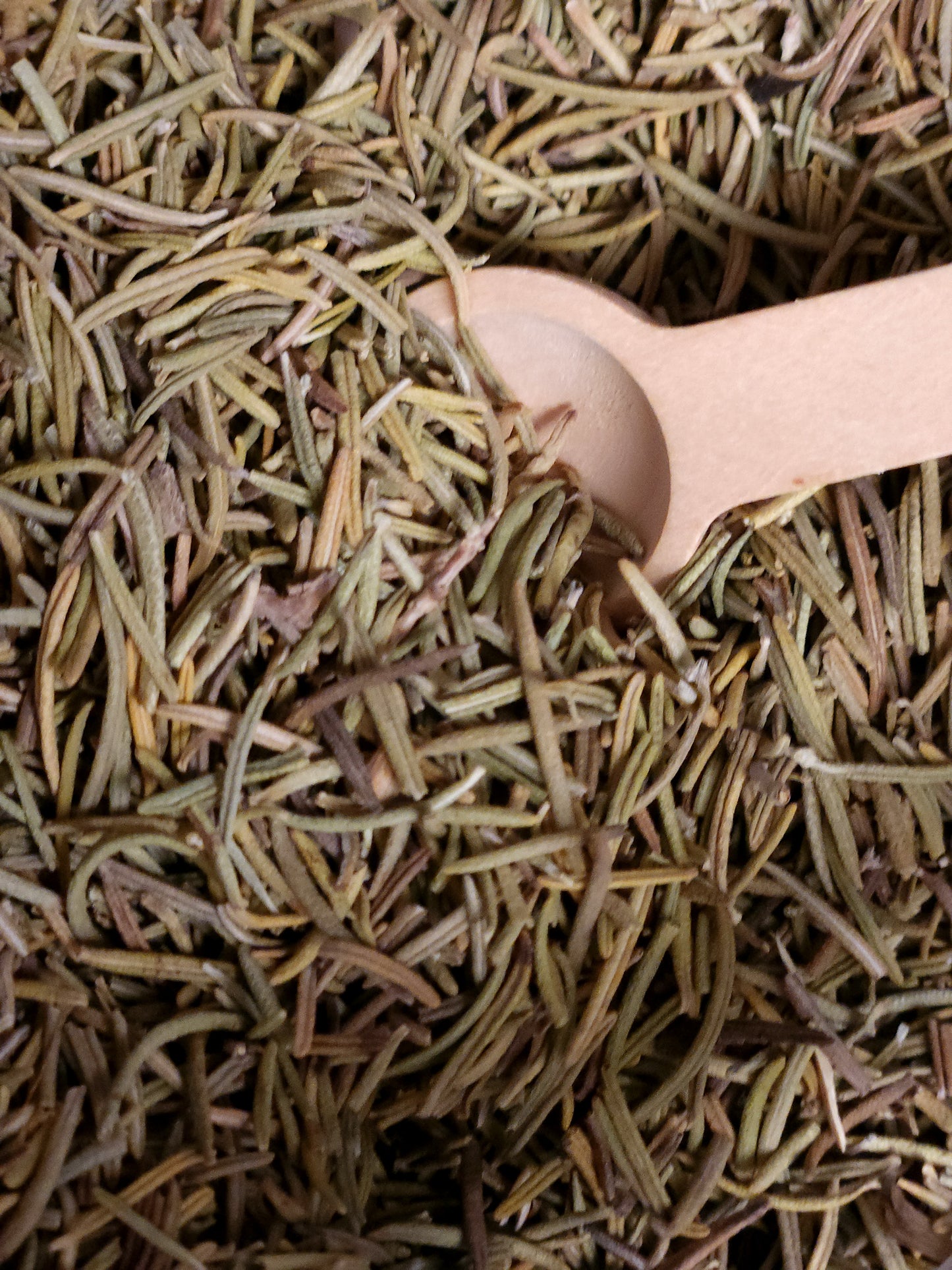 Rosemary (Rosmarinus officinalis)