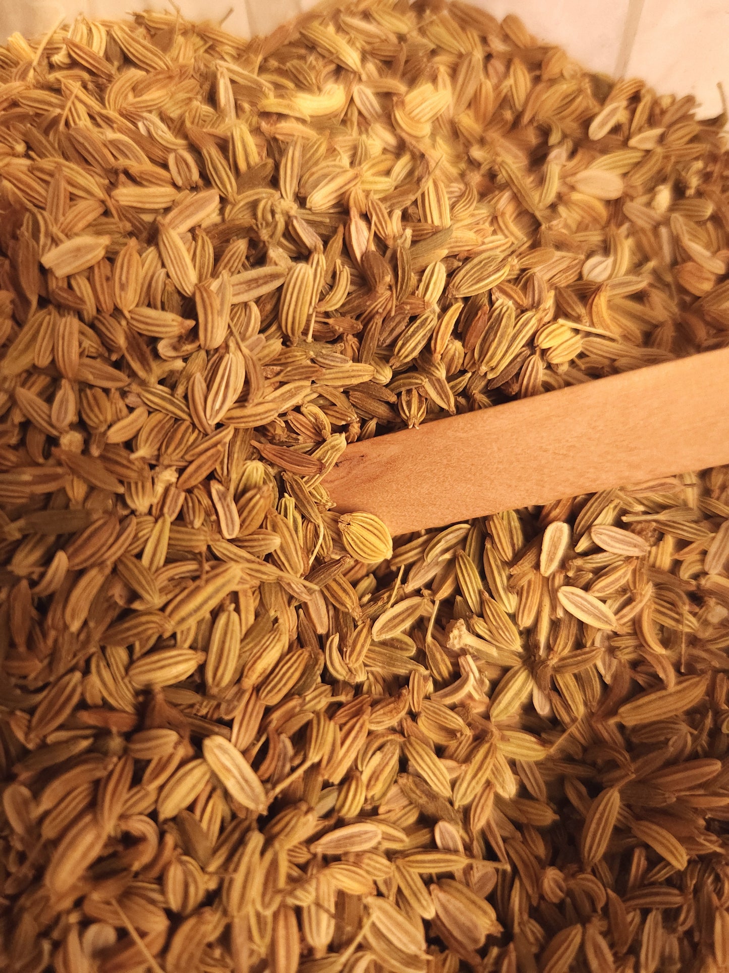 Fennel Seed (Foeniculum vulgare)