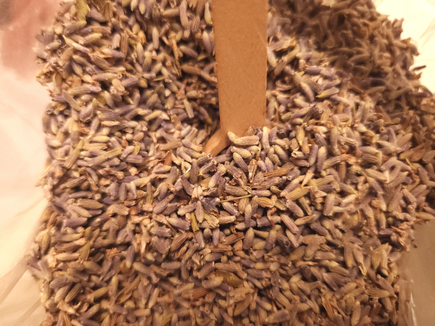 Lavender (Lavandula angustifolia)